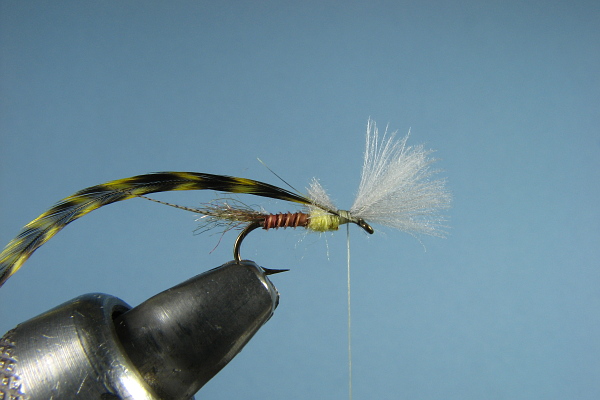 Hackle stem tied down in front of wing